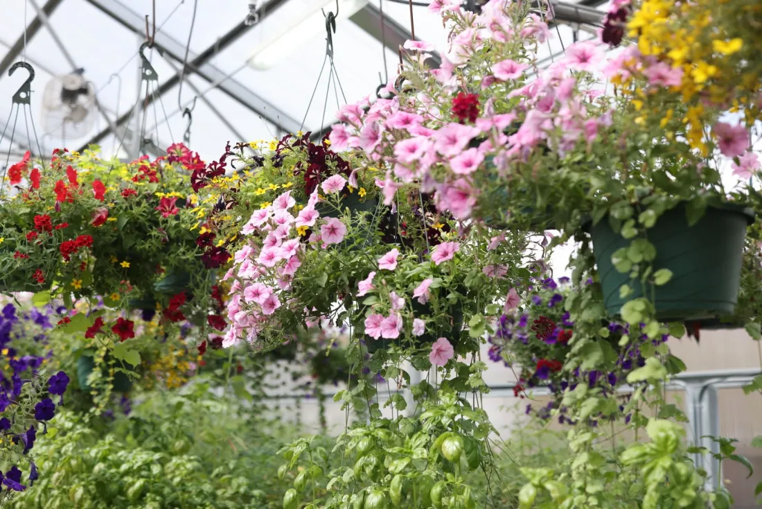 Garden center greenhouse with hanging plants and flowers