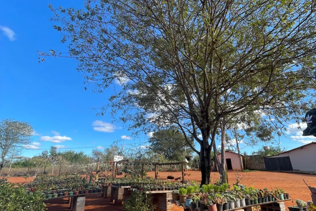 Garden center and nursery retail