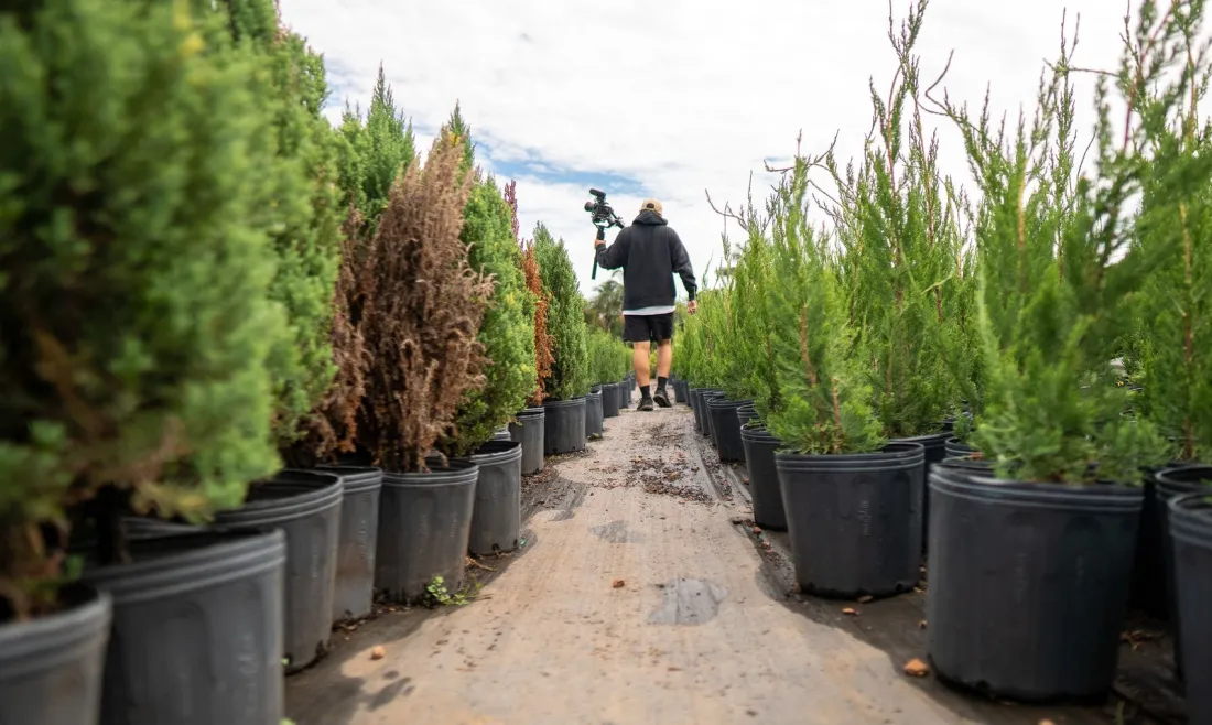Outdoor plant nursery with trees and shrubs